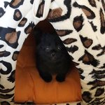 [고양이] 고속도로에서 냥줍한 포메닮은 아깽이