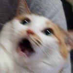 니네 친구끼리 뽀뽀함..?