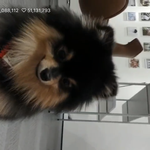 [방탄소년단] 윤기 비니에 쉬야한 애 누구야