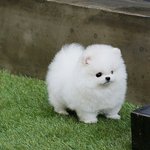 [<b>꼬랑</b>단] 우리는 가족이야