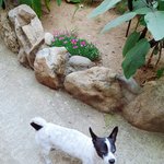 [강아지] 전북 <b>군산</b> 강아지 좀 봐주세요!!