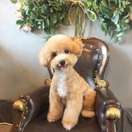 [댓글부탁해] 댕댕이 생일기념으로 사진<b>투척</b>!