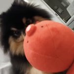 [방탄소년단] <b>연탄</b>이 장난감이????!!!!!!