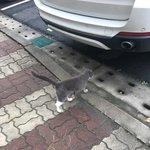 너무 사람 잘따르는 길고양이 보면ㅠㅠㅠ