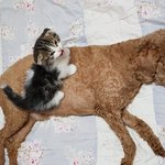 [고양이] 사이좋은 댕댕이와 아깽이