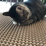 이 <b>거양</b>이 겁나 쭈글쭈글찌글하다 ㅠㅠ