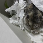 최근 <b>북문</b>이가 평촌이하고 또 붙었는데~~~