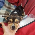 [강아지] 교통사고 아이소식 입니다