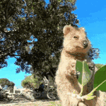 [댓글부탁해] 호주의 귀요미 <b>쿼카</b>