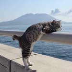 [드루와] 아이폰 <b>사려</b>는 이유 말해보자