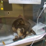[강아지] <b>교통</b>사고 아이소식 입니다