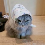[고양이] <b>멍청</b>한 녀석