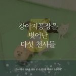 강아지공장에서 벗어나게된 <b>다섯</b>천사들에게 희망을