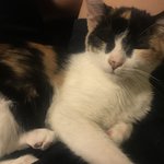 [드루와] 냥이 내 다리누워서 노는데 졸<b>귀임</b>