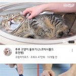 [댓글부탁해] 주인님 쟤는 가짜에요...jpg