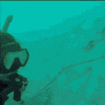 [모두드루와] 사람을 처음 본 심해<b>새우</b>들.gif