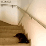 [모두드루와] 고양이 액<b>체설</b>