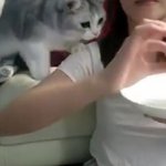 [댓글부탁해] 피자를 노리는 <b>괭이</b>