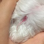 얘들아급해이거머야ㅠㅠ