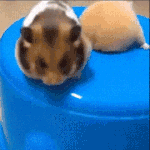 [모두드루와] <b>햄스터</b> 응딩이.gif