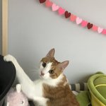 [댓글부탁해] 우리집 고양이 어때 <b>기여</b>어?