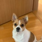 +)우리집 개 찍은 <b>사진</b> <b>무슨</b> 화보인줄