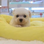 [드루와] 우리<b>집</b>갱<b>얼</b>쥐 자란 것 좀 봐