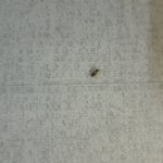 <b>바퀴</b>벌레 인가요?