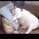 고양이 같다는건 <b>무슨의미</b>ㅇ????