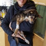 [강아지] <b>교통</b>사고 아이 소식입니다