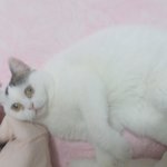 [댓글부탁해] 우리고양이 <b>눈꼽</b>좀보ㅏㅜㅜ결막염또걸림