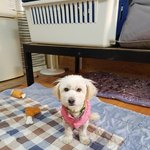 [강아지] <b>잔반</b>먹고 살아온 코코