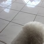 나 다음주에 친구 강아지 <b>생파</b>가는데