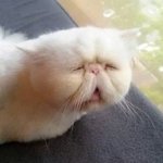 [댓글부탁해] <b>띠</b><b>예</b> 영상말야....