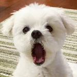 나 <b>비니</b> 쓰면 안 어울릴까?