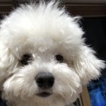 [댓글부탁해] 아빠가 술마시고 강아지 <b>머리털</b>을 잘라버렸어