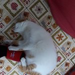 나의 동거묘 도칠이의 <b>LA</b>호텔과 집사출근방해