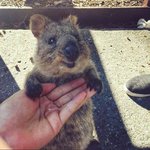 행복을 전염시키는 <b>쿼카</b>의 귀여움