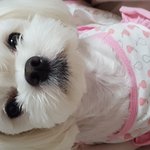 [강아지] 울 애기 봐주세요