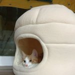[드루와] 고양이 진짜 귀여워
