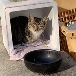 [고양이] 길고양이 도와주세요ㅠㅠ