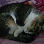 난쟁아 잘<b>자라</b>