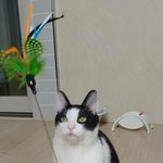 (고양이<b>입양</b>)올해가 다 가기전 엄마 아빠를 만나고 싶은 아톰입니다