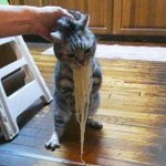 울집 고양이 국수 먹다가 걸림