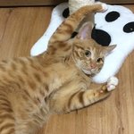 실시간 <b>울</b><b>집</b> 애옹이
