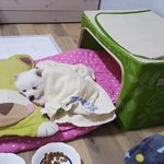 오랜만이네요 전 유기견이였던 가루 엄마예요