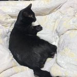 <b>거양</b>이 다리사이에 누워있다 ㅋㅋㅋㅋ