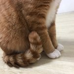 [고양이] 까칠냥 <b>토리</b>의 못생김