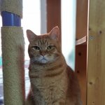 [고양이] 빵꼬네