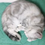 [드루와] 우리<b>집</b> 고양이 <b>사진</b> 또 뿌리고 간다!!
